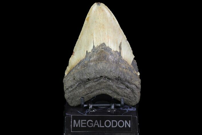 Large, Fossil Megalodon Tooth - North Carolina #75534